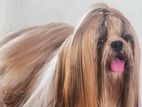 Shih Tzu Dog for Crossing