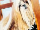 shih tzu dog for crossing
