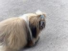 Shih Tzu Dog for Crossing