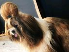 Shih Tzu Dog for Crossing