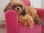 Shih Tzu Dog for Crossing