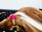 Shih Tzu Dog for Crossing