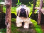 Shih Tzu Dog for Crossing