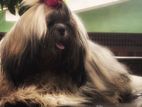 Shih Tzu Dog for Crossing