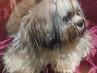 Shih tzu Dog for Crossing