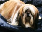 Shih tzu dog for crossing