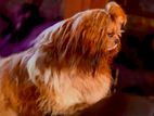 shih tzu dog for crossing