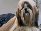 Shih Tzu Dog For Crossing