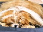 Shih Tzu Dog For Crossing