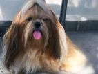 Shih Tzu Dog For Crossing