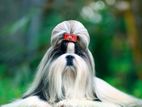 Shih-Tzu Dog for crossing