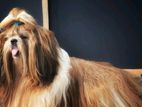 Shih Tzu Dog For Crossing