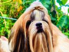 Shih Tzu Dog For Crossing