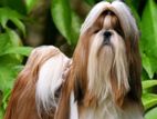 Shih Tzu Dog for Crossing