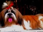 Shih Tzu Dog for Crossing