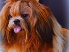 Shih Tzu Dog for Crossing