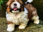 shih tzu dog for crossing