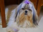 Shih Tzu Dog for Crossing