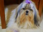 Shih Tzu Dog for Crossing