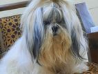 Shih Tzu Dog For Crossing