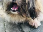 Shih Tzu Dog for Crossing