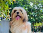 Shih-Tzu Dog For Crossing