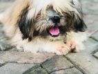 Shih Tzu Dog for Crossing