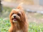Shih-Tzu Dog For Crossing