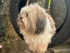 Shih Tzu Dog