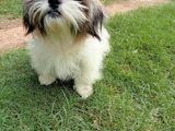 Shih Tzu Dog