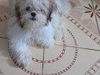 Shih Tzu Dog