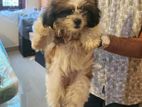 Shih Tzu Dog