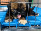 Shih Tzu Puppies