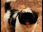 shih tzu dog