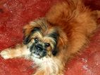 Shih Tzu Dog
