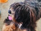 Shih Tzu Dog