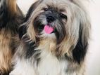 Shih Tzu Dog