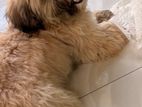 Shih Tzu Dog