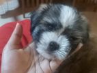 Shih Tzu Dog