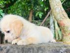 Shih Tzu Puppy