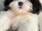 Shih Tzu Dog