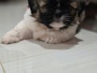 Shih Tzu Dog
