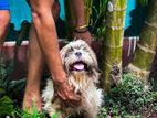 Shih Tzu Dog