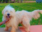 Shih Tzu Dog