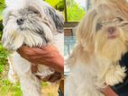 Shih Tzu Dog
