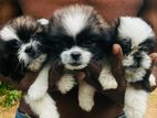 Shih Tzu Dog