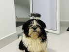 Shih Tzu Dog