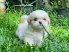 Shih Tzu Puppy