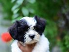 Shihtzu Puppies