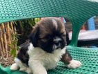 Shihtzu Puppy